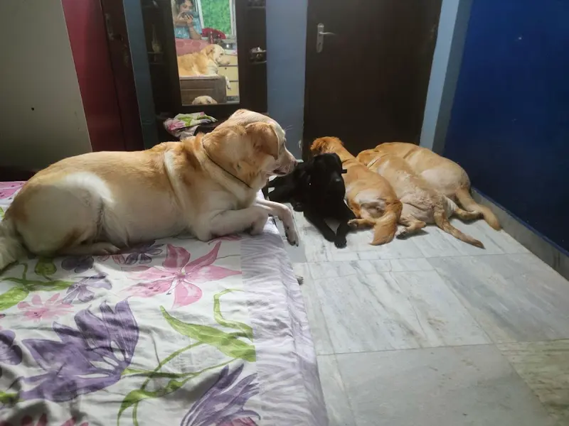 Pet Inn Dog Creche, photo 5