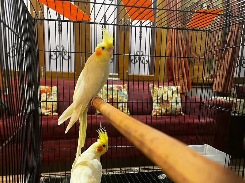 Tales of Joy Pet Shop – Birds | Dogs | Cats | Small Animals & Accessories Kolkata, photo 5