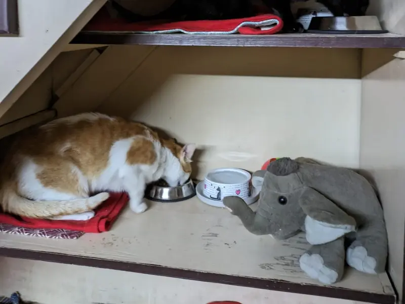 Meow Baari, photo 4
