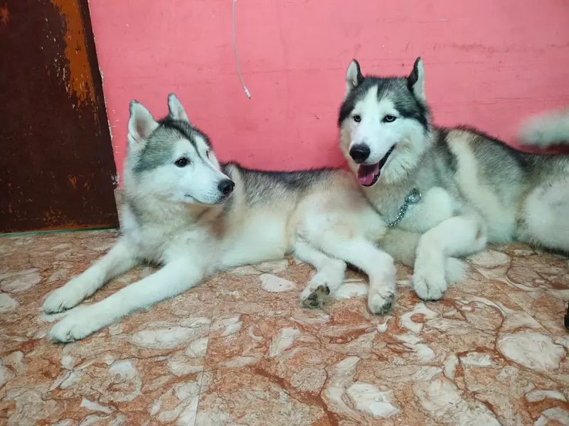 Pawstel by Mou (pet creche), photo 3