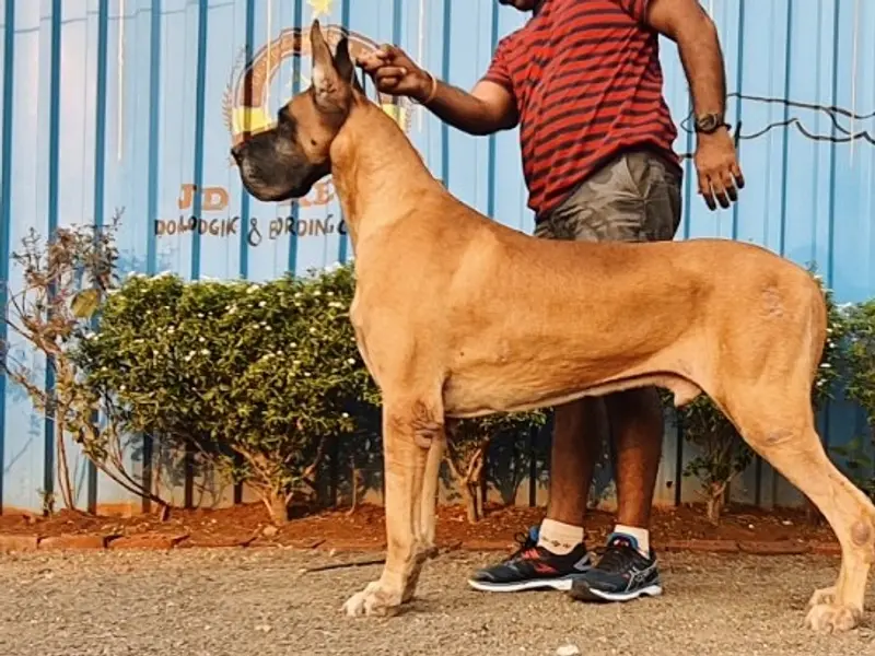 Jd Kennel Dog Boarding & Dog Training Centre, photo 4