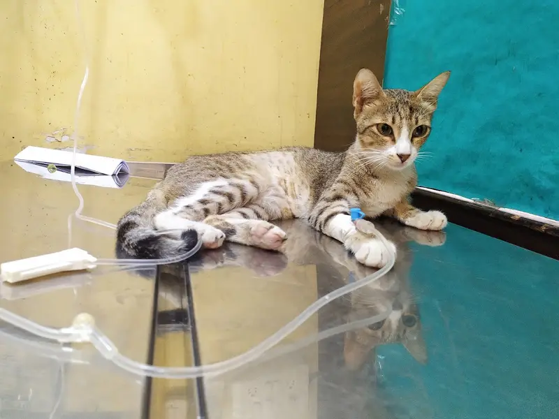 SAI PET CARE animal hospital and sonography center, photo 2