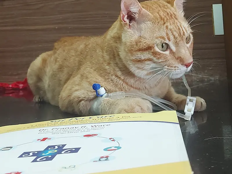 SAI PET CARE animal hospital and sonography center, photo 3