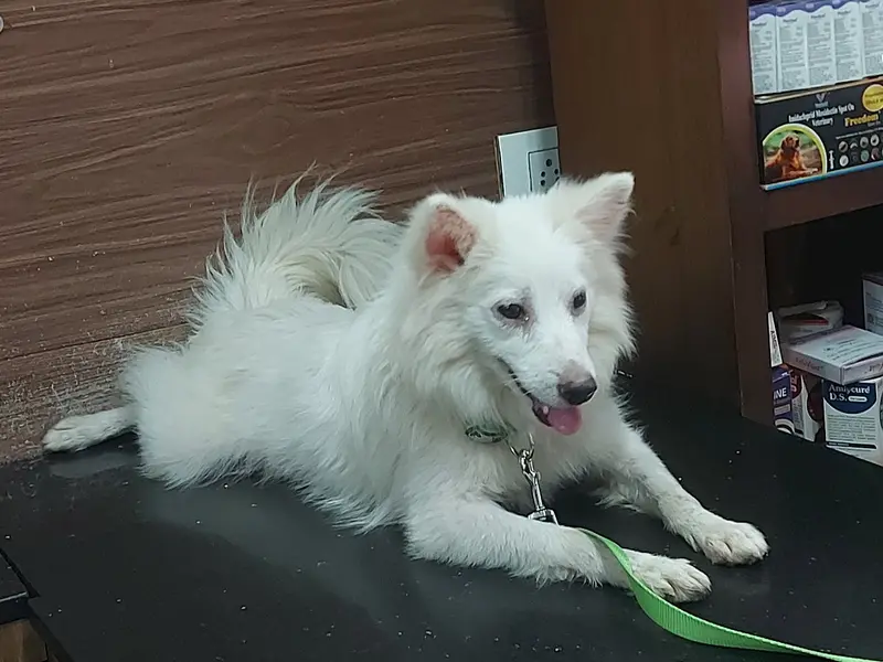 SAI PET CARE animal hospital and sonography center, photo 4