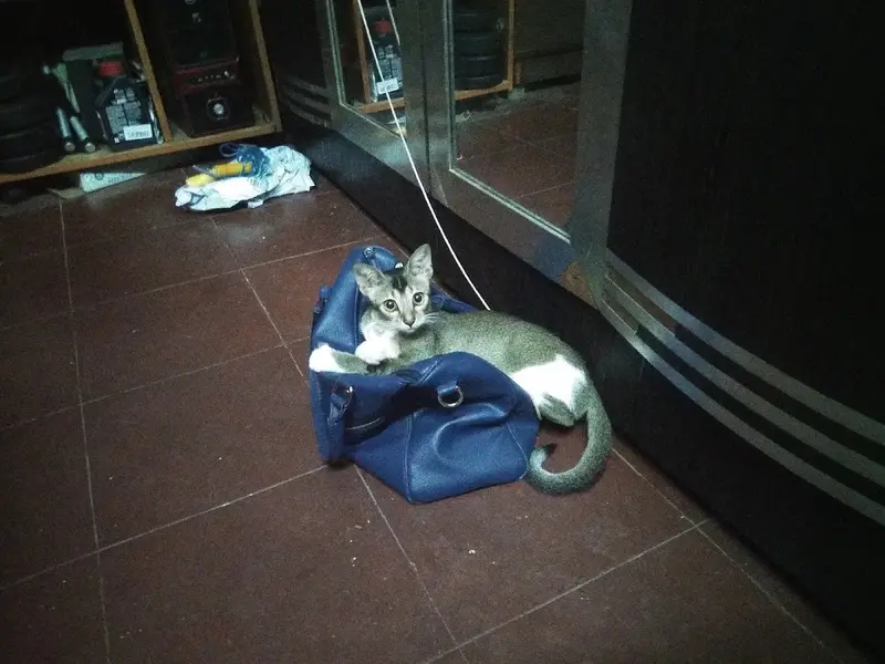 Dr Anils Pet Animal Clinic JVLR, photo 5