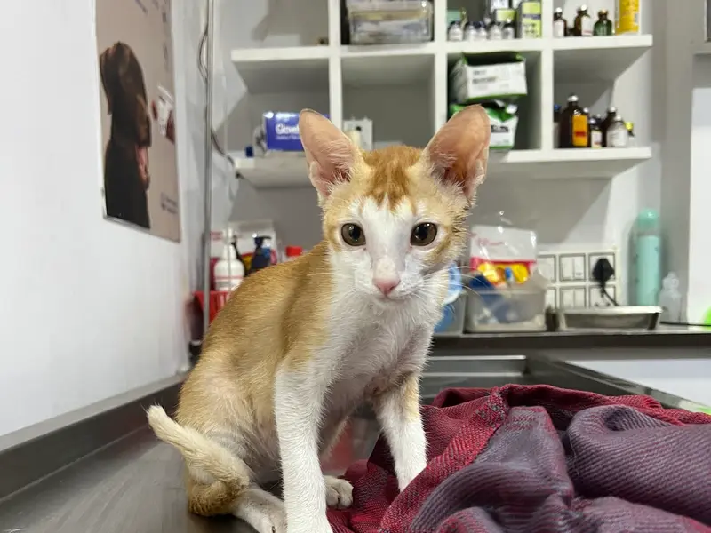 Dr ANOOP'S PET CLINIC & CARE CENTER|PET CLINIC|VETERINARY DOCTOR|PET VACCINATION|, photo 2