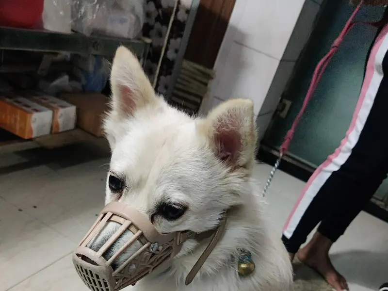 Dr ANOOP'S PET CLINIC & CARE CENTER|PET CLINIC|VETERINARY DOCTOR|PET VACCINATION|, photo 3