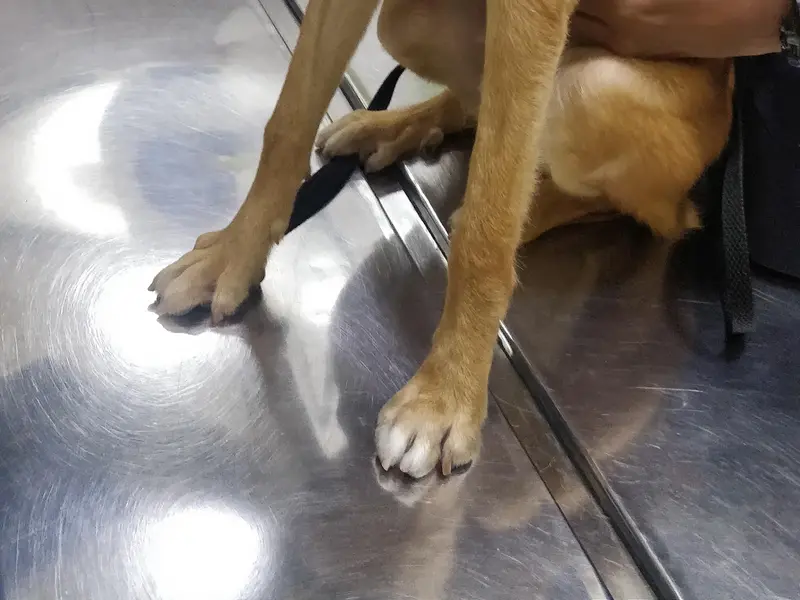 Dr.Fernaz's Pets Clinic, photo 3