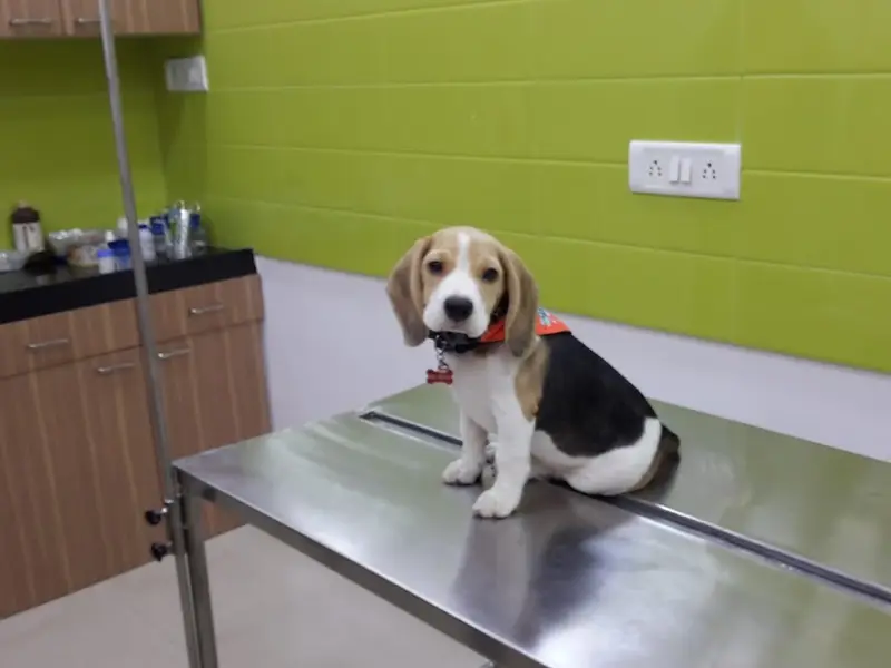 Dr.Fernaz's Pets Clinic, photo 5