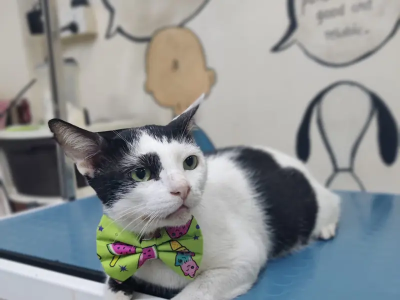Dr.Fernaz's Pets Clinic