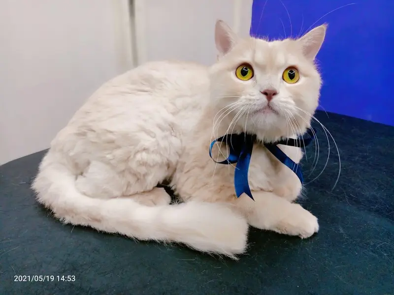 Furry Tales Pet Store & Pet Spa, photo 3