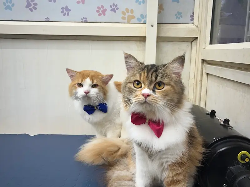 Furry Tales Pet Store & Pet Spa, photo 4