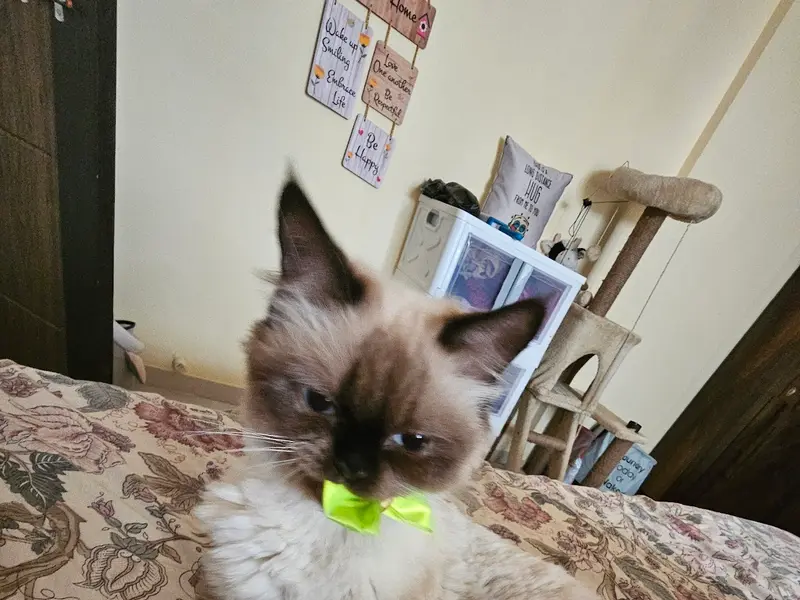 Furry Tales Pet Store & Pet Spa, photo 5