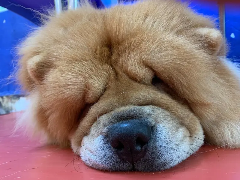 Pawfect Life, photo 2