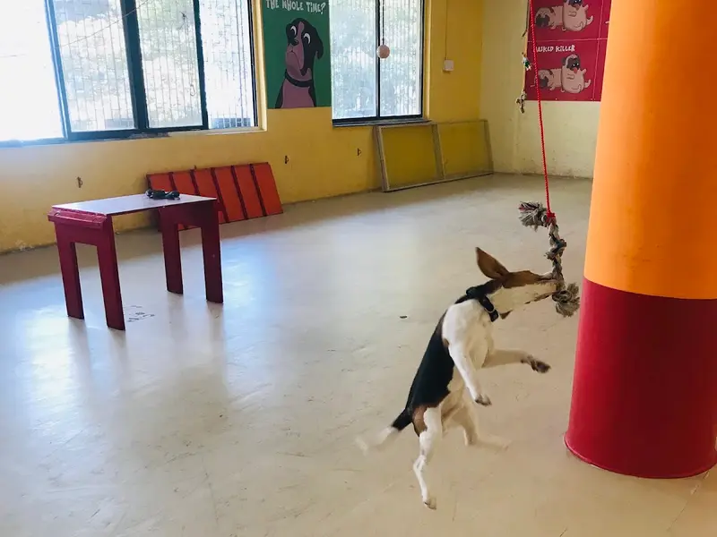 PetFelix Dog Boarding, photo 3