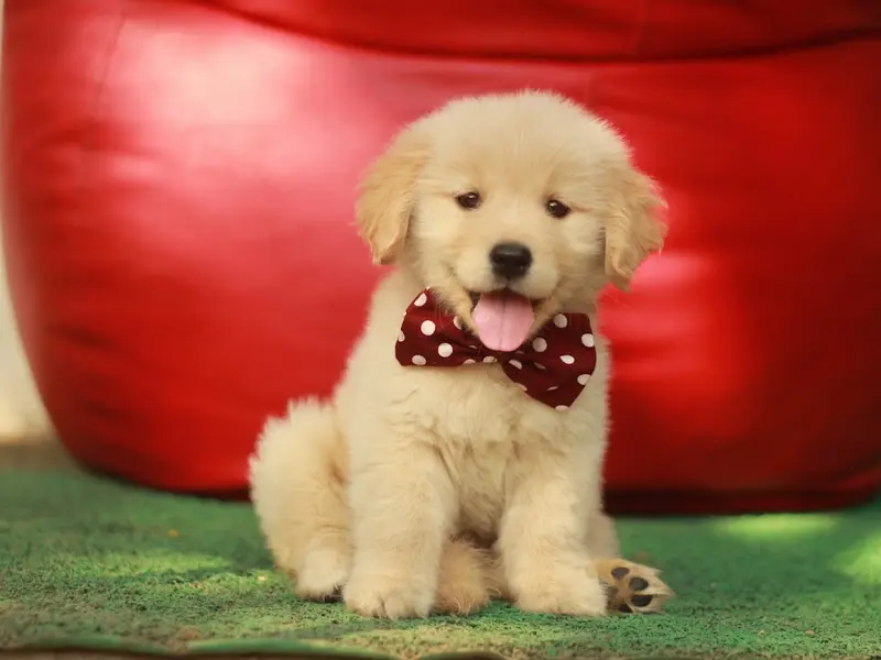 Rico Pets - Best Pet Shop in Mumbai, photo 3