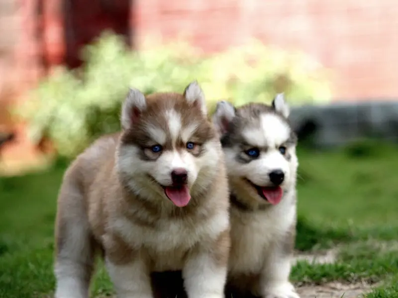 Rico Pets - Best Pet Shop in Mumbai, photo 4