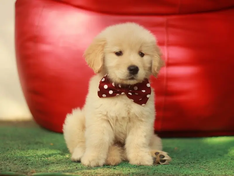 Rico Pets - Best Pet Shop in Mumbai, photo 5