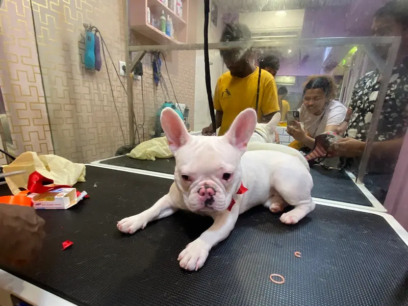 Bark N Purr Pet Store, photo 3