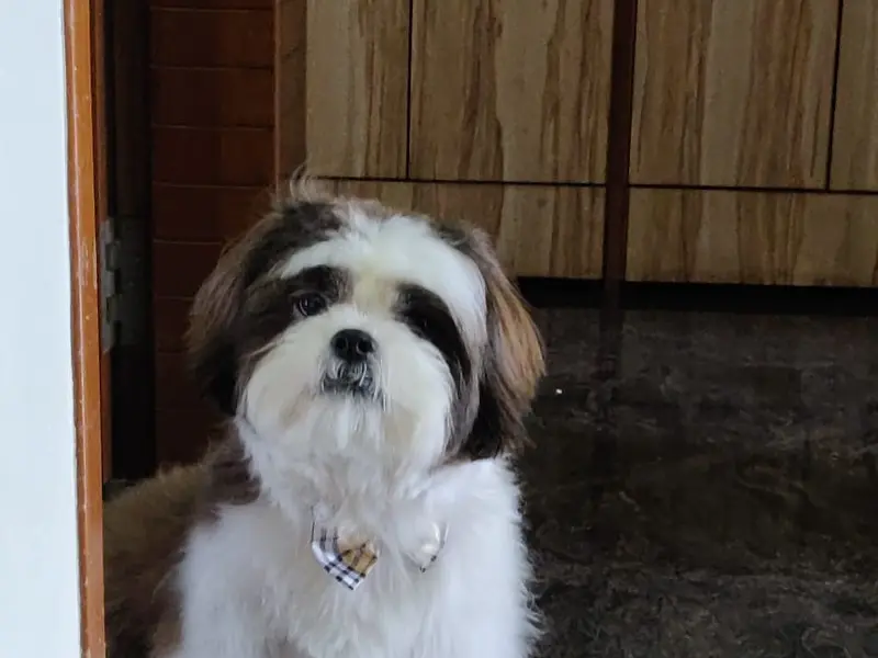 Doggiie Dog World, photo 5