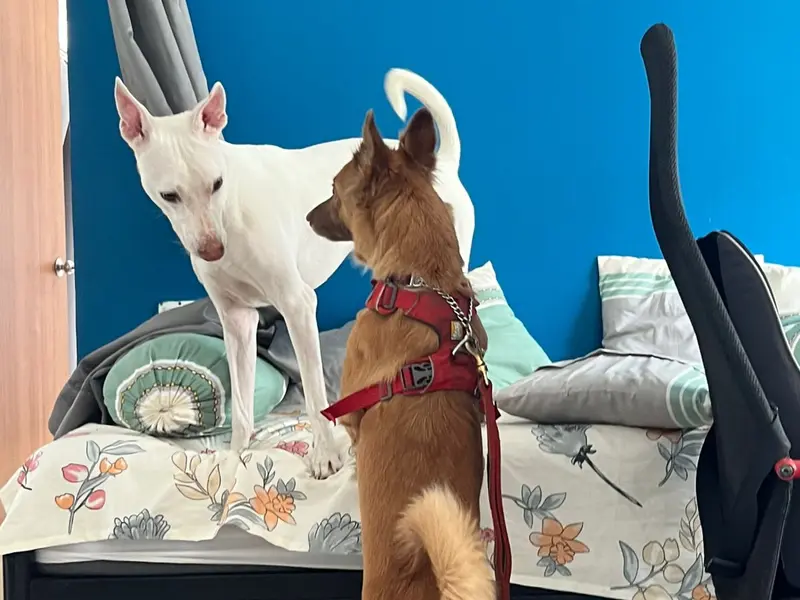 Furry Cuddles World- Dog Training and Home Boarding, photo 2