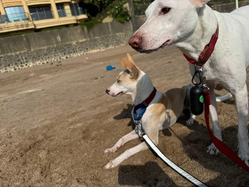 Furry Cuddles World- Dog Training and Home Boarding, photo 4
