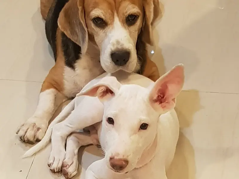 Furry Cuddles World- Dog Training and Home Boarding, photo 5