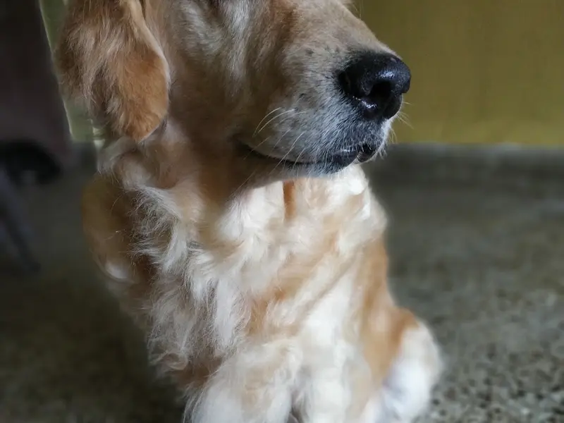 Heaven For Pets, photo 2