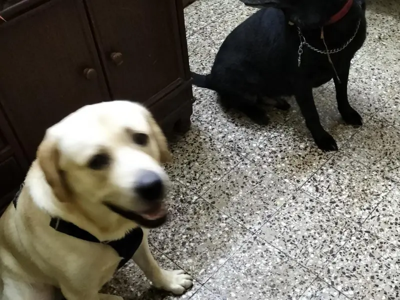 Heaven For Pets, photo 3
