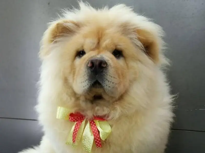 Heaven For Pets, photo 4