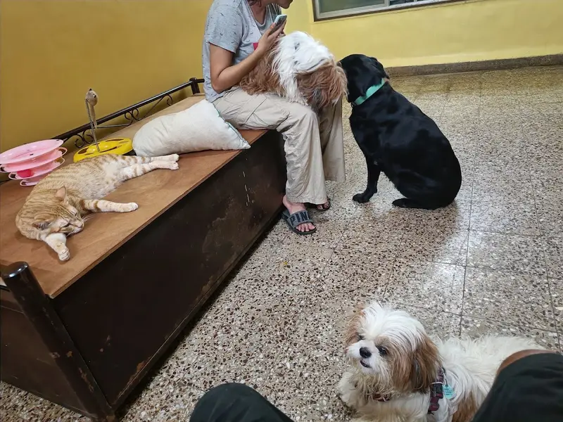 Heaven For Pets, photo 5