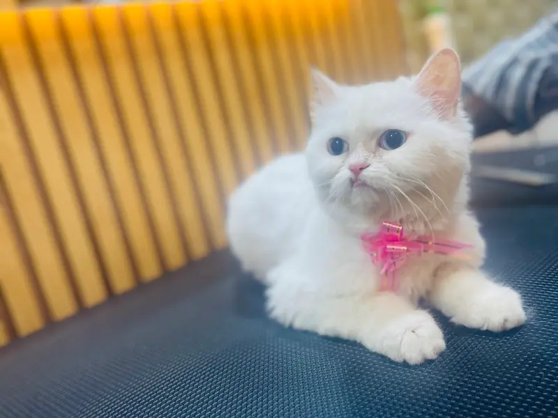 MARCO 'N' ME- The Pet Grooming Salon & Store, photo 3