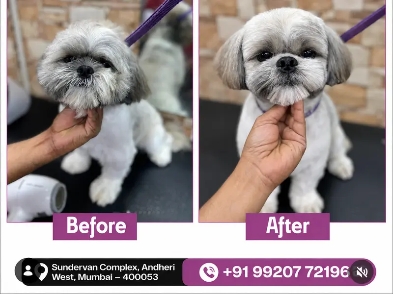 Pet Pamperer Pet Grooming Salon & School, photo 3