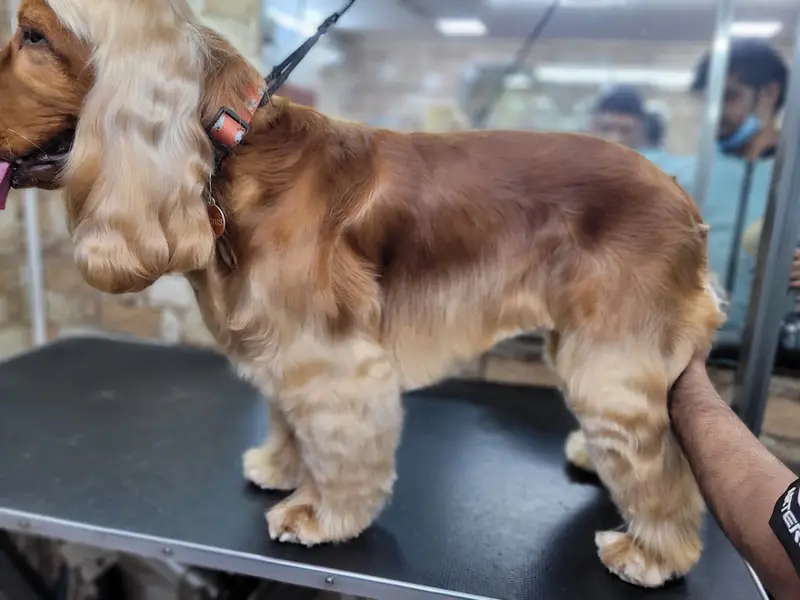 Pet Pamperer Pet Grooming Salon & School, photo 4