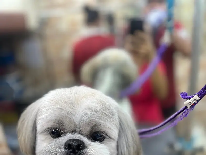 Pet Pamperer Pet Grooming Salon & School, photo 5