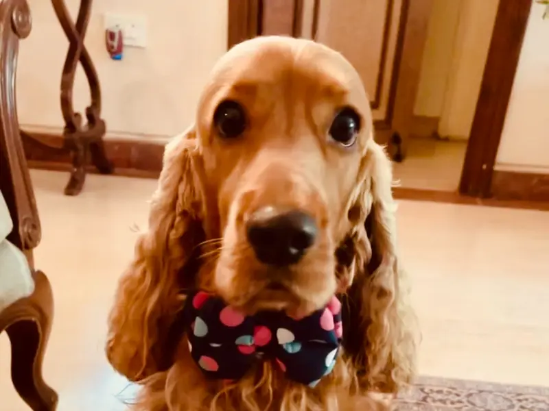 Petsburgh Grooming Salon & Academy, photo 2