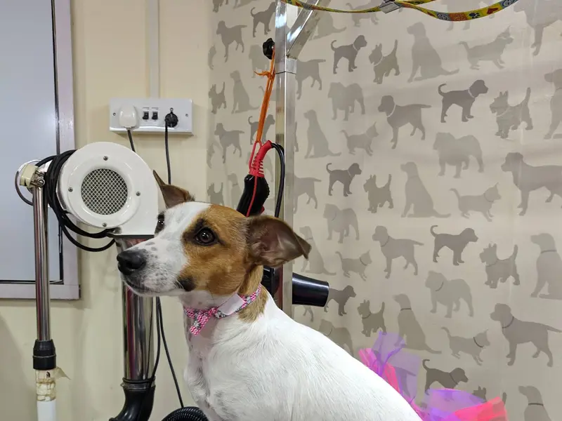 Petsburgh Grooming Salon & Academy, photo 3