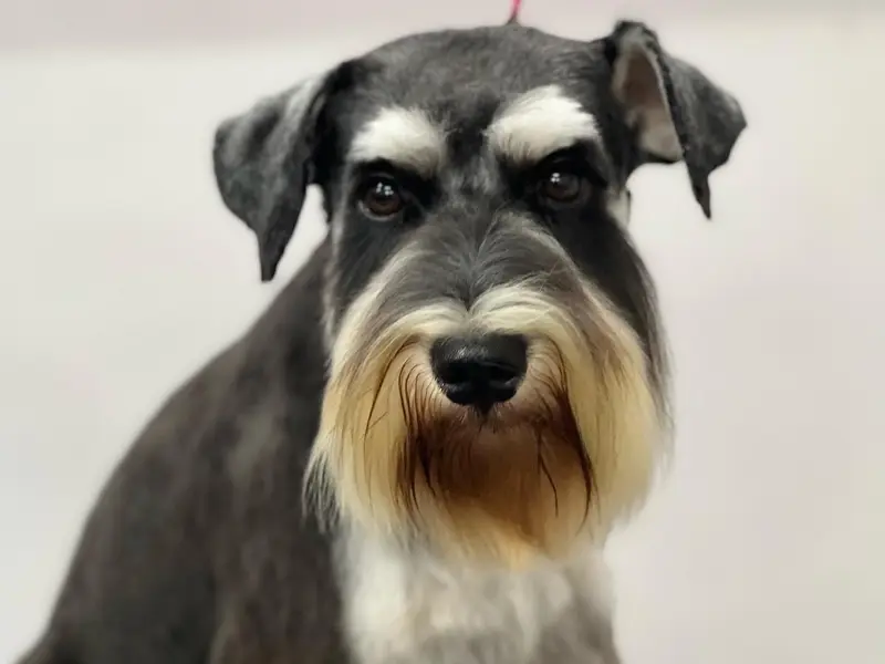 Petsburgh Grooming Salon & Academy, photo 5
