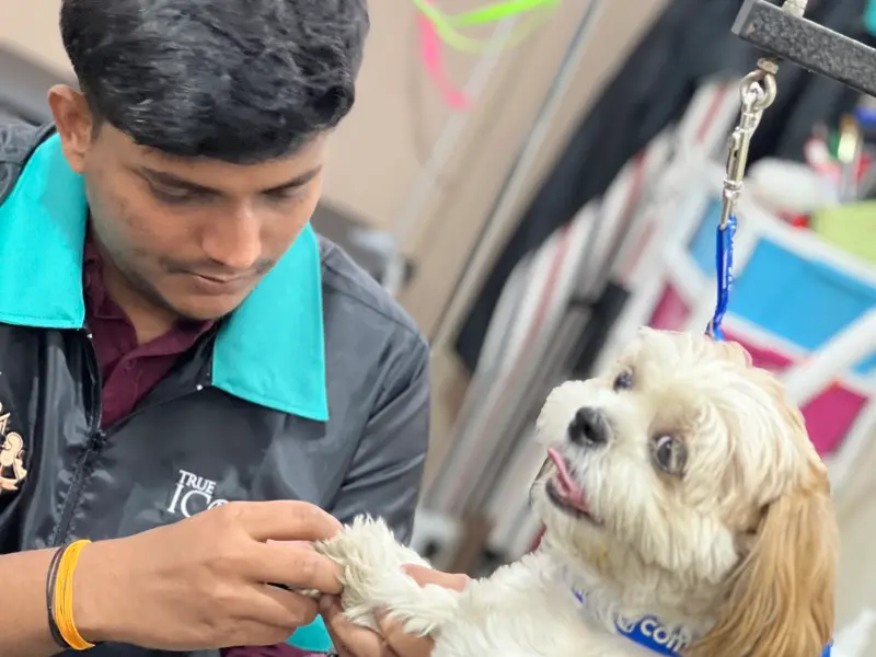 Petsburgh Pet Boarding & Grooming Spa, photo 4