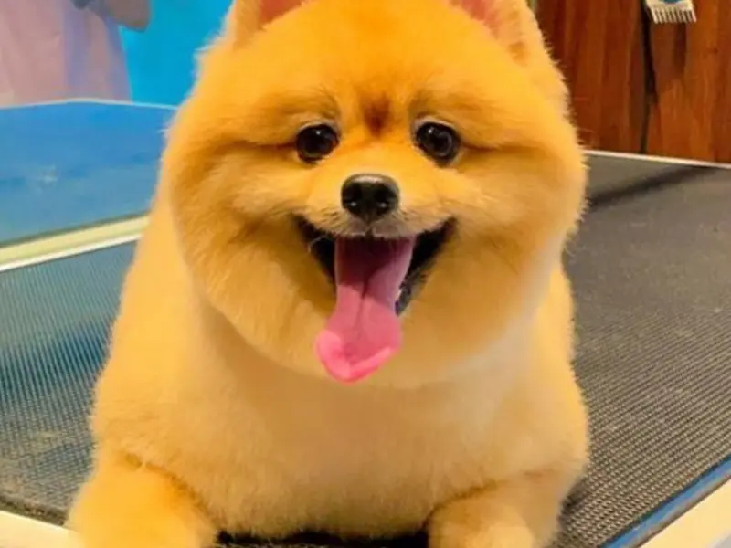 Petsburgh Pet Boarding & Grooming Spa, photo 5