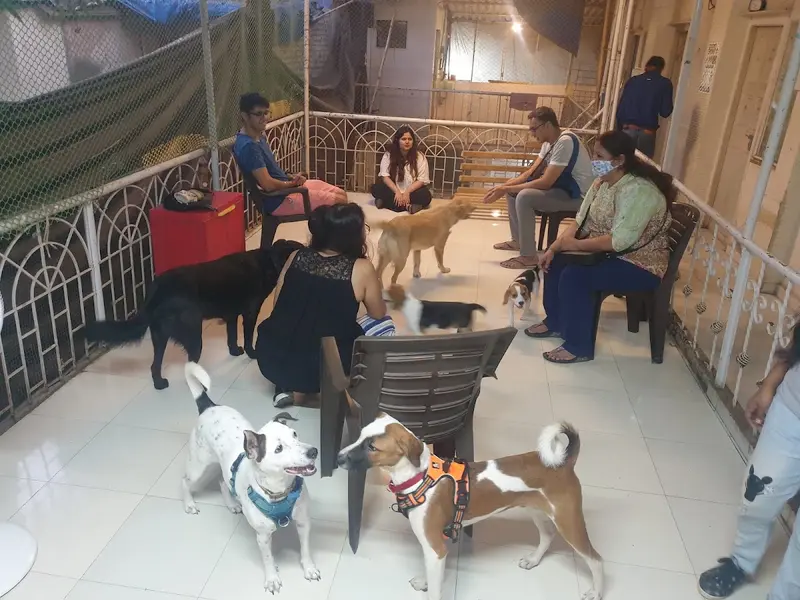 The House Of Pawz, photo 3