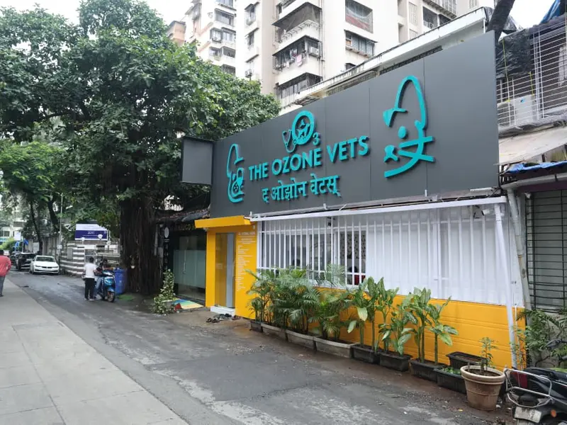 THE OZONE VETS, photo 4