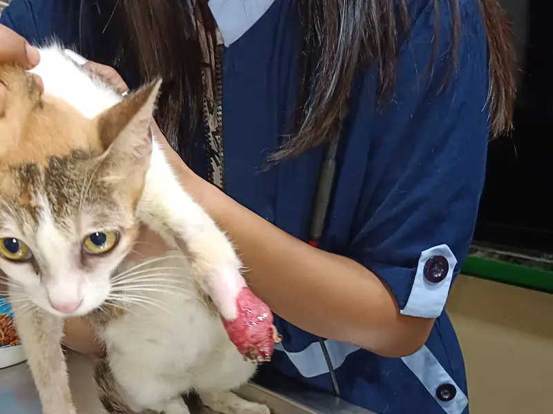 Versatile Vets Clinic & Surgical Center
