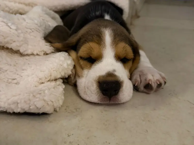 Sagar Kennels, photo 3