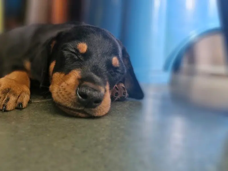 Sagar Kennels, photo 5