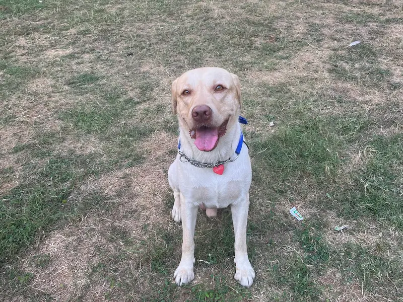 Jehans Canine Centre, photo 5