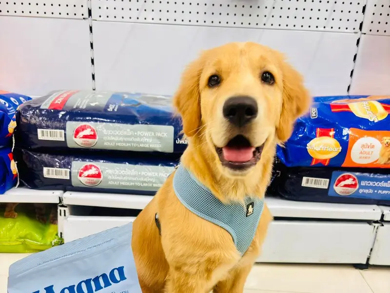 JUSTDOGS | Bandra, Mumbai - Pet Store & Spa, photo 3