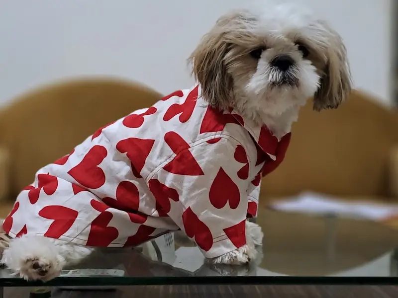 JUSTDOGS | Bandra, Mumbai - Pet Store & Spa, photo 4