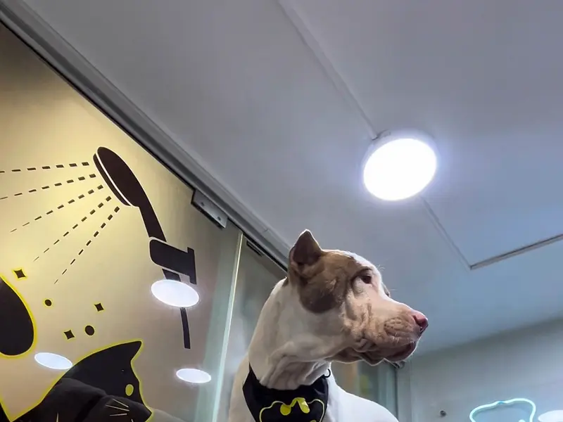 Paws N Furs Pet Shop & Pet Spa, photo 3