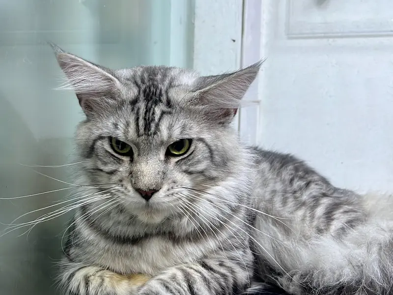 Paws N Furs Pet Shop & Pet Spa, photo 4
